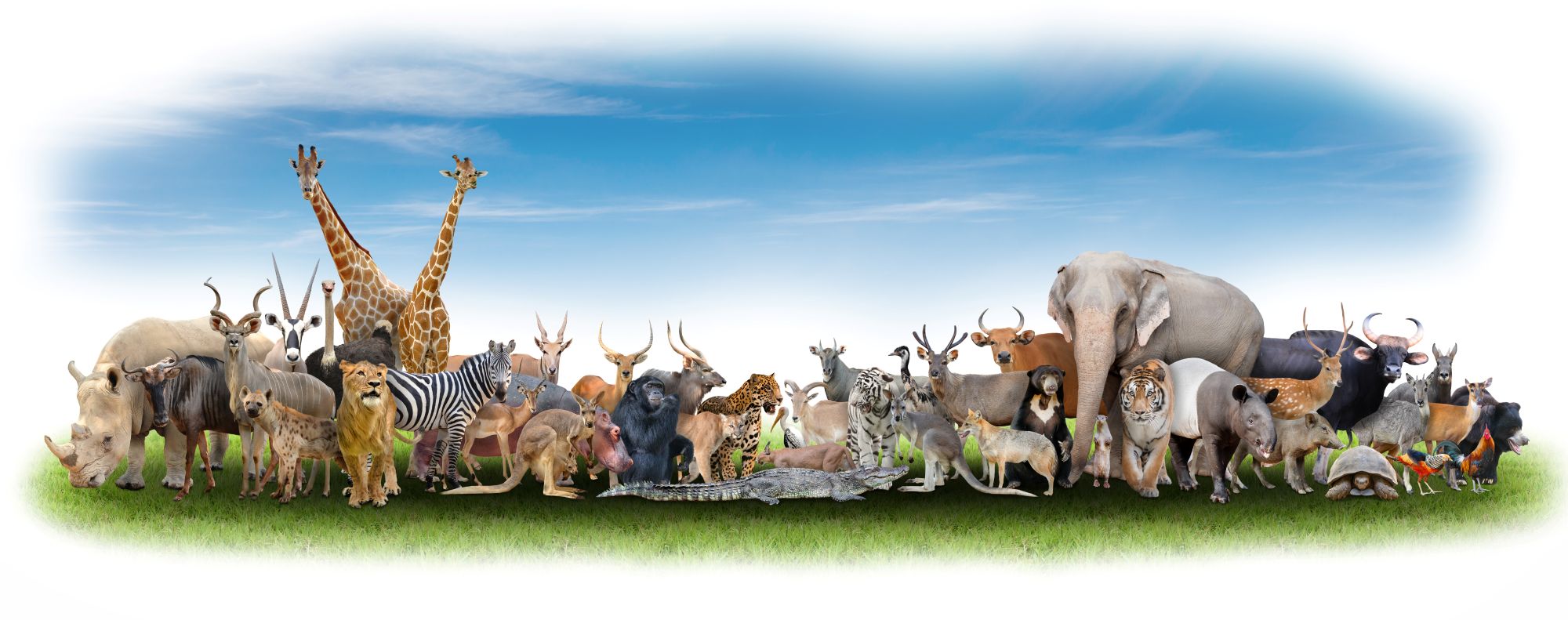 Animals Catagory Banner